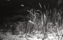 アーガスC44Rテストショット01