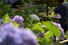 紫陽花