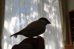 穏やかな光り