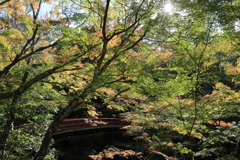 動き始めた紅葉