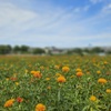 べに花畑