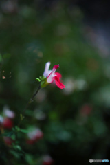 夜の花