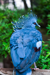 オウギバト