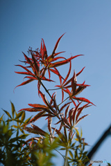 夏のもみじ　その2