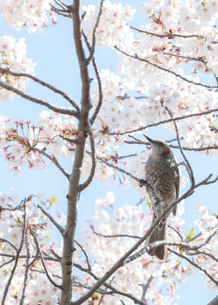 春の匂い
