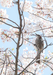 春の匂い