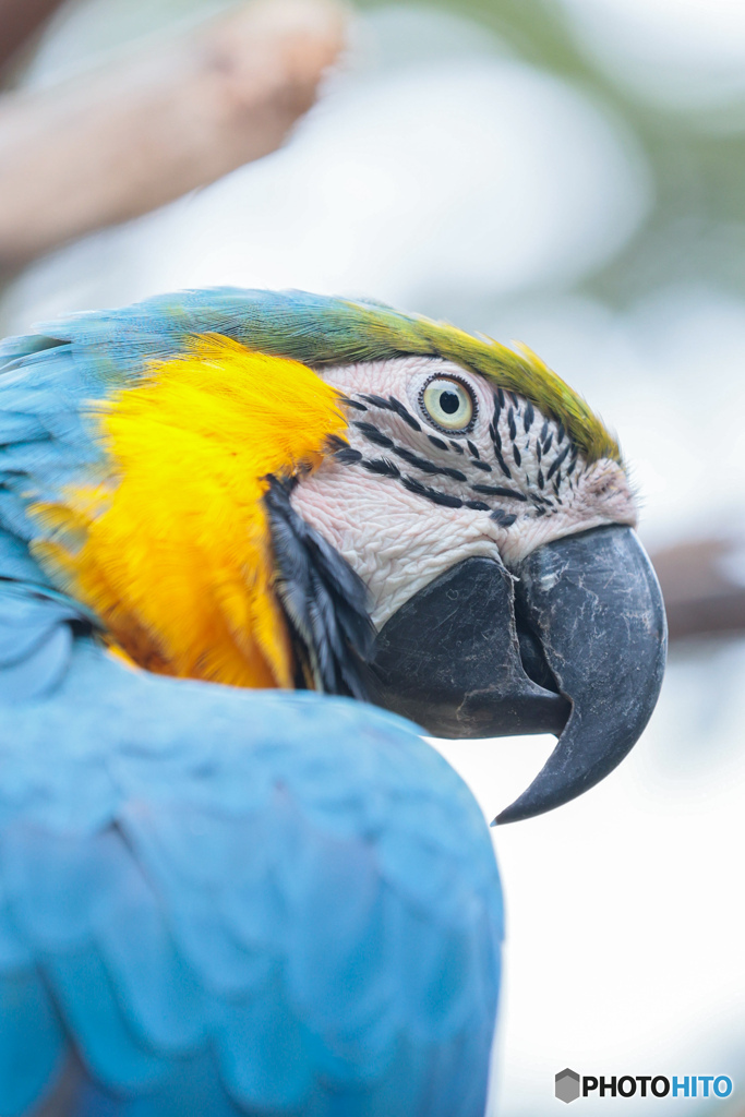 ルリコンゴウインコ