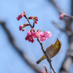 春の訪れ