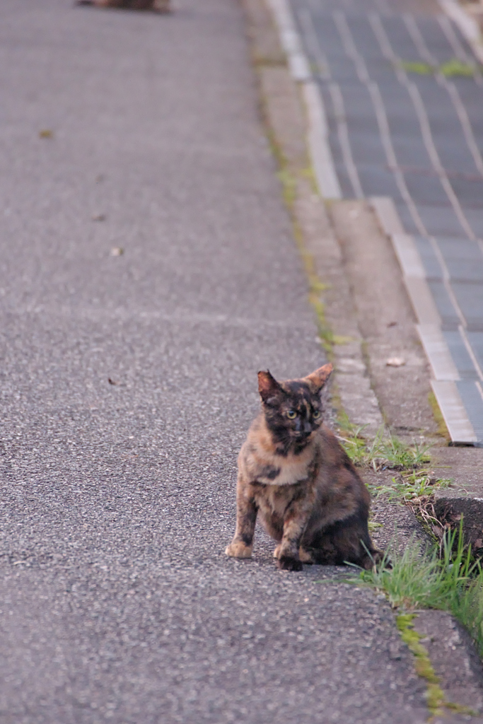野良にゃんこ