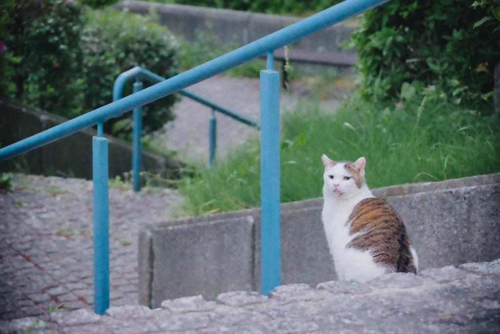 野良にゃんこ