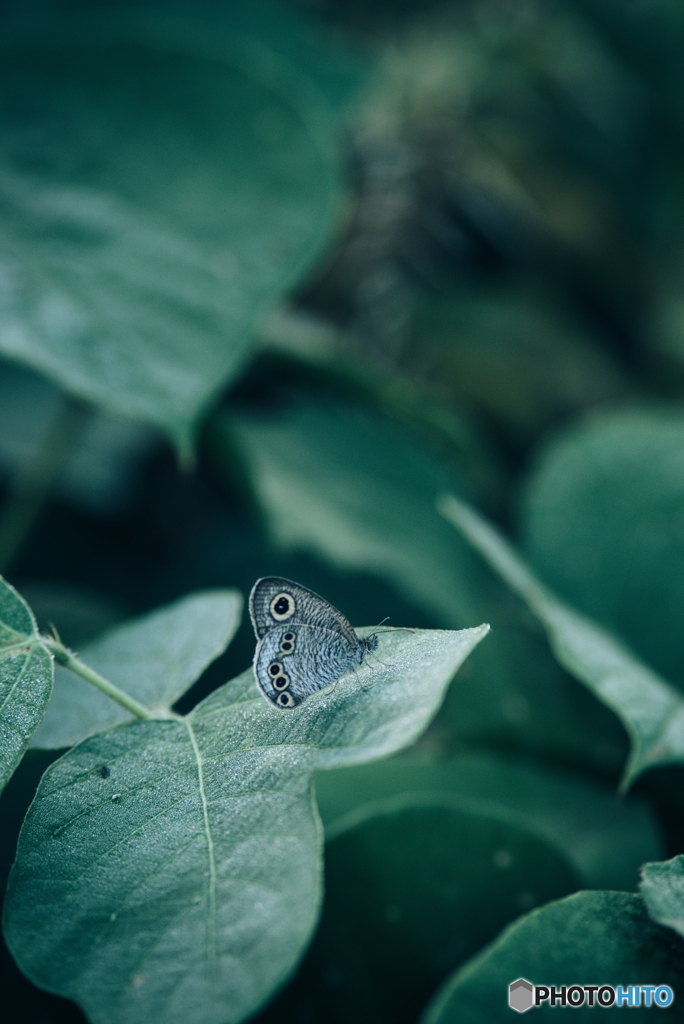 ヒメウラナミジャノメ