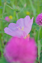 ヒルサキツキミソウ