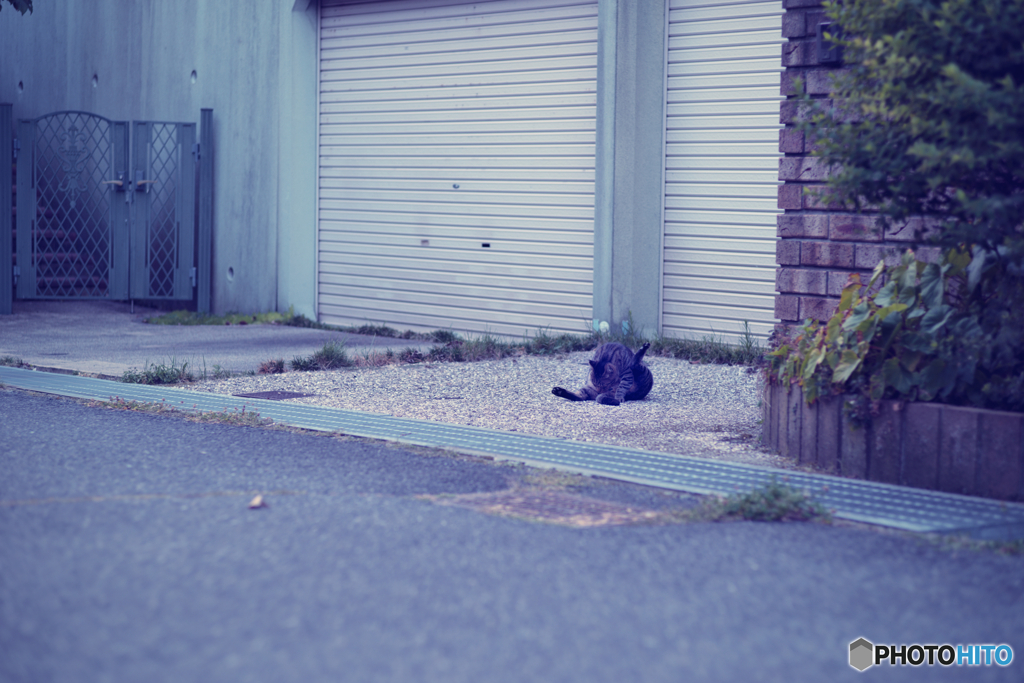 野良にゃんこ