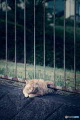 野良にゃんこ