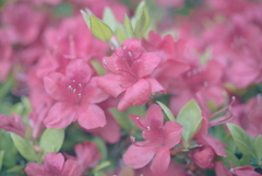 つつじ