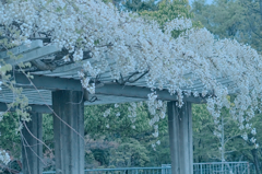 白藤