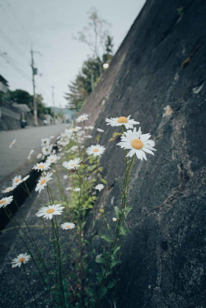 路肩の草花
