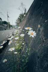 路肩の草花