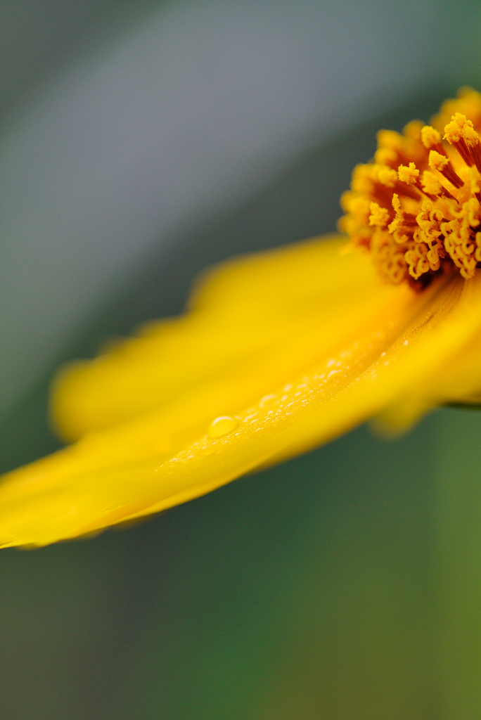 オオキンケイギク