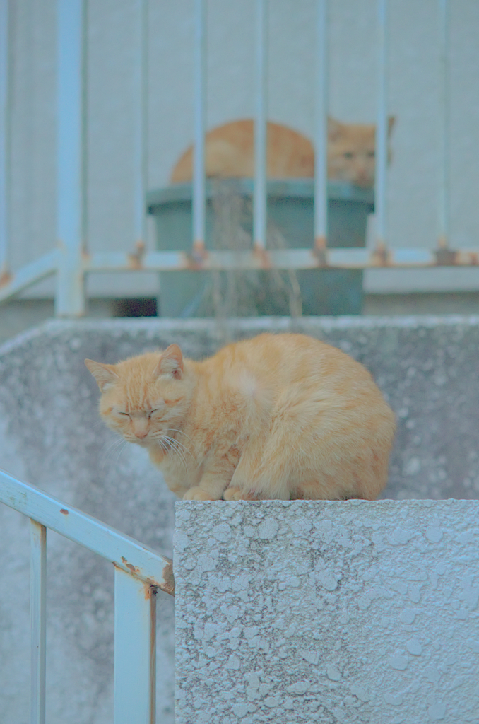 にゃんこ