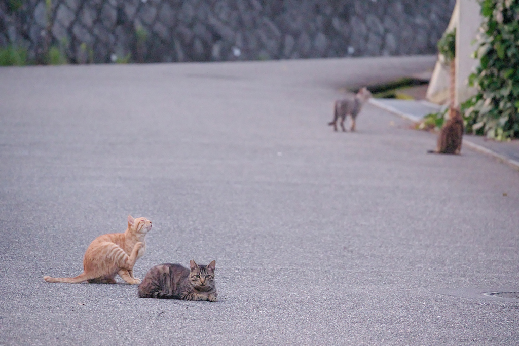 野良にゃんこ