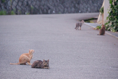 野良にゃんこ