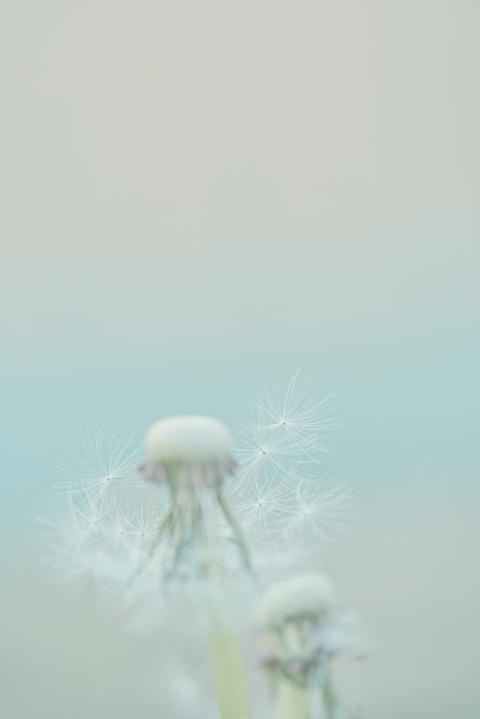 綿毛