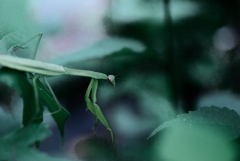 カマキリ