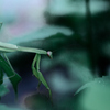 カマキリ