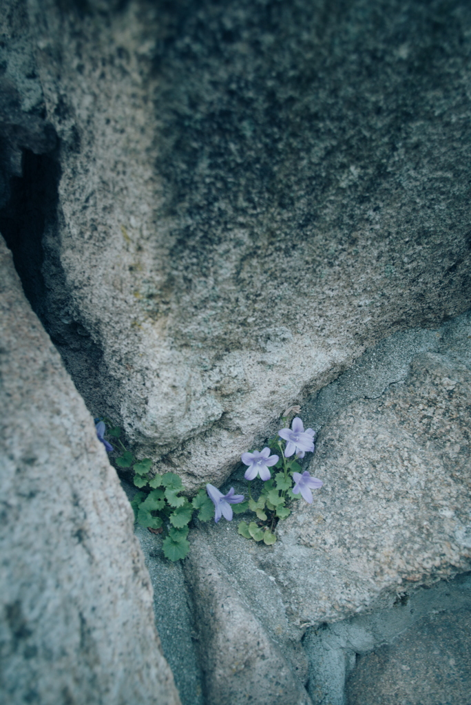 路肩の草花