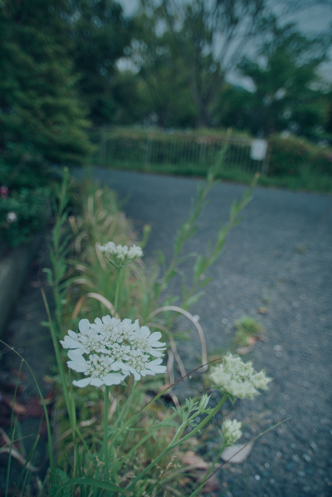 路肩の草花