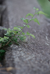 路肩の草花