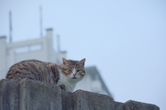 野良にゃんこ