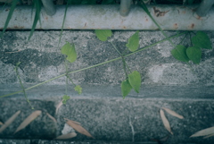 路肩の草花