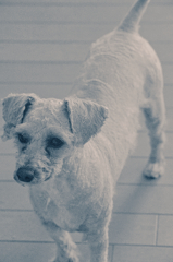 愛犬