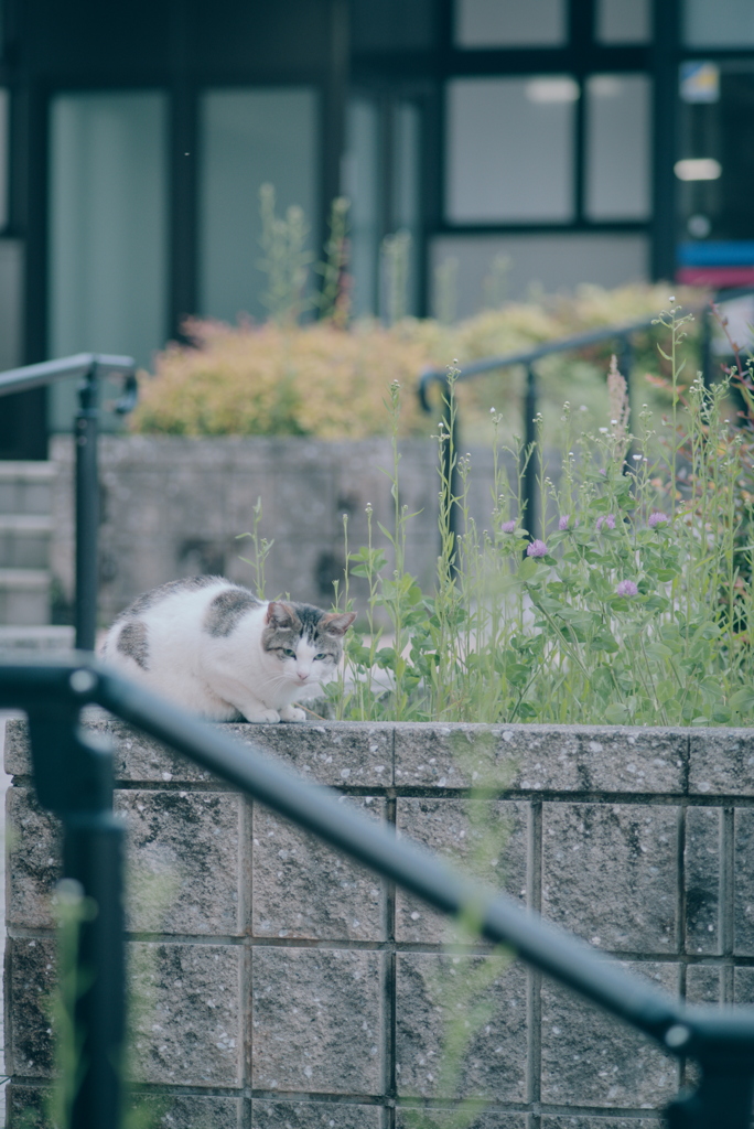 野良にゃんこ