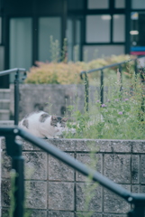 野良にゃんこ