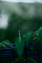 絡み付く草花
