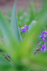 シラーペルビアナ