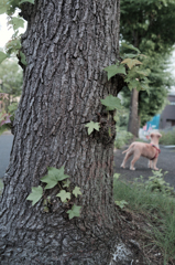 愛犬