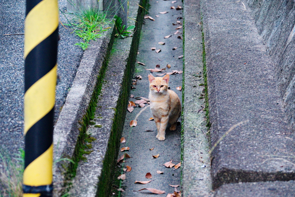 野良にゃんこ