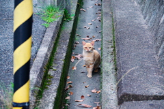 野良にゃんこ