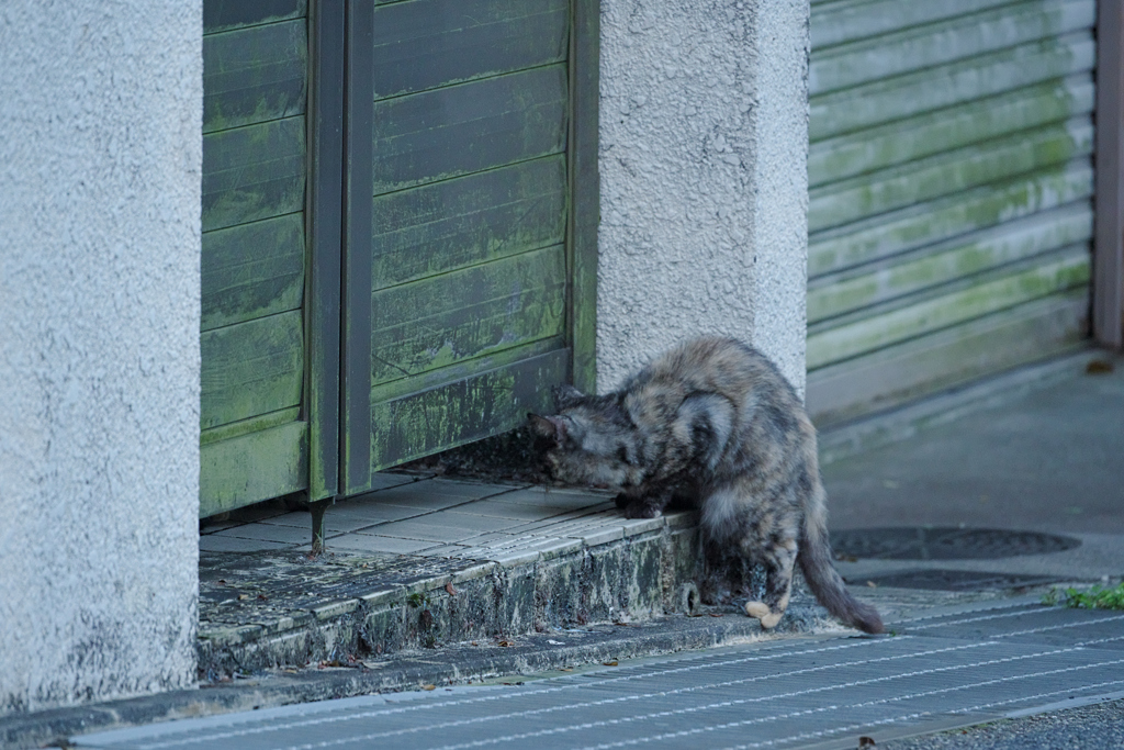 野良にゃんこ