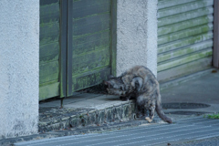 野良にゃんこ