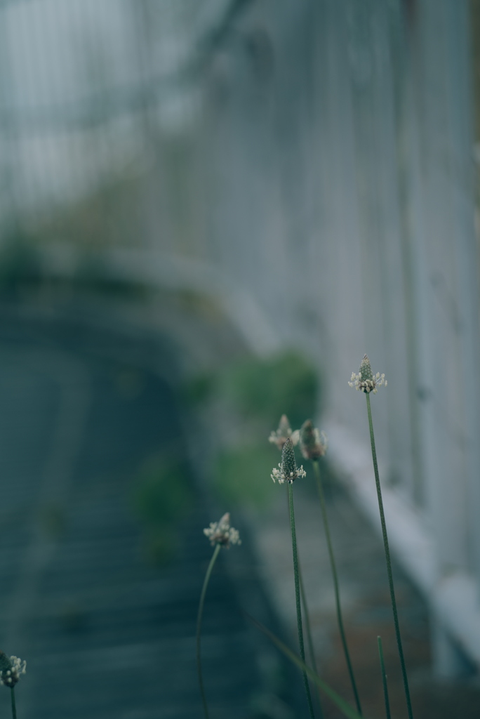 路肩の草花