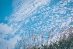 ススキと秋空