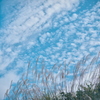 ススキと秋空