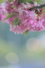 八重桜