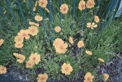 オオキンケイギク