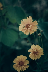 オオキンケイギク